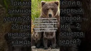 Логическая Загадка.  Сможешь ее отгадать? Олимпиадная задача по математике для 1 - 4 классов 