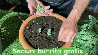 Talea di succulente