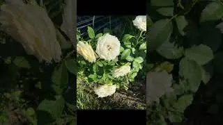 #дача #дачасадогород #цветы