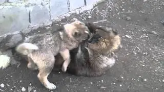 Armenian wolfhound vs Caucasian ovcharka/Balu vs Archuk/Armenian gampr/Армянские волкодавы