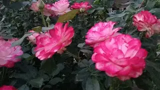 Юбилей принца Монако и другие красотки!