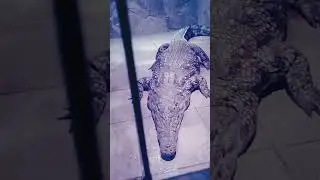 грустный крокодил