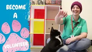 What's it like helping animals in need as an RSPCA volunteer?