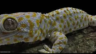 Tokay gecko Model 3d for c4d free downloads (file describe)