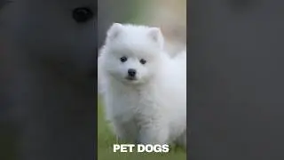 Puppy Love || A Story of Companionship || @discoverwithsabi #dogs #pets #fluffy dog