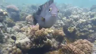 Inquisitive fishy