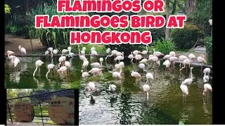 Lesser Flamingo (Phoeniconaias minor ) at Hongkong #birds #explore #ofw #ofwlife #ofwhongkong