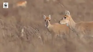 Цагаан зээрийн амьдрал