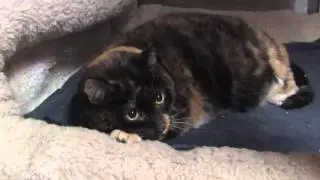 How to Treat Irritable Bowel Syndrome in Cats