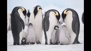 Meet the Emperor Penguins on this Expedition Vacation | ExpeditionTrips