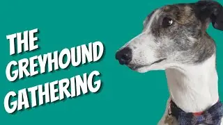 Greyhound adoption - Magnus at the Scottish Greyhound Gathering 2017