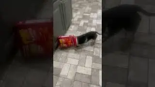 Dachshund Goes Crazy For Cheese-it Box