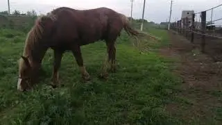 привезли жеребца тяжеловоза