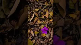 Técnica fácil para tirar fotos incríveis