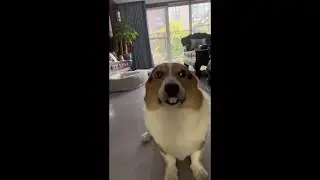 Dog with only two huge teeth #shorts