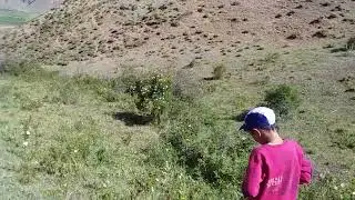 keklik yavruları doğada