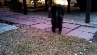 World's Most Funny Dog Video To Date!