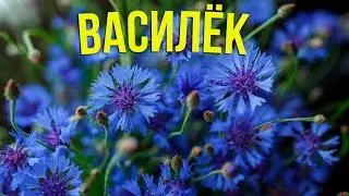 Cornflower: Species, Cultivation, and Landscape Design