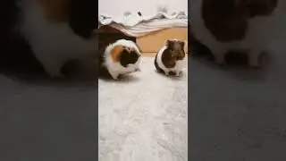 МОРСКИЕ СВИНКИ.