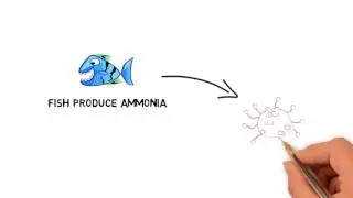 Aquaponics Explained in 2 Minutes