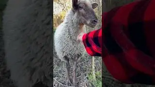 From fluffy dreams to cozy realities, raising sheep and spinning my own yarn is pure wool magic! 🐑✨