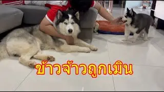 มันกวนเขาจนไม่ได้นอนต้องเอามันคืนสิ