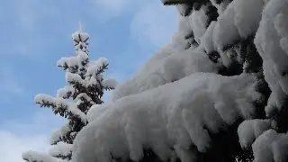 ⛄️ Всем доброй и мягкой зимы!   Декабрь - Андрей Обидин.   Seasons by Andrew Obidin - December...