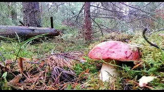 Боровики в сказочном лесу