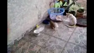 Un hérisson gourmand