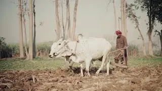Farming using bulls | traditional farming