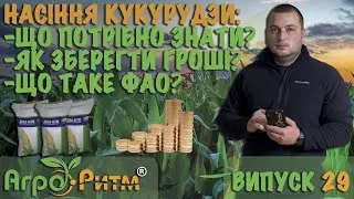СЕМЕНА КУКУРУЗЫ:ЧТО НУЖНО ЗНАТЬ ЧТО БЫ СЭКОНОМИТЬ?ЧТО ТАКОЕ ФАО?
