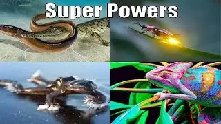 Top 5 Animals With Extraordinary Powers And Defend Mechanism | Rapid Science