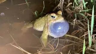 Cant de Gripau corredor / Canto de Sapo corredor (Epidalea calamita)