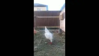 Поставил скрытую камеру курам!!! **В ЭФИРЕ!!!**