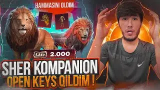 2,000 UC HAMMASI TUSHDI 😱 SHER KOMPANION 🦁 OPEN KEYS QILDIM! 😍  - PUBG MOBILE!!!