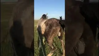 Татарка положила глаз на Марселя. 332 #лошадь  #horse   #pferde   #cheval    حصان# #short  #shorts
