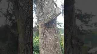De dónde sacan los propóleos las abejas?