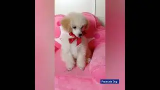 Той пудель, Бьянка 3 мес.