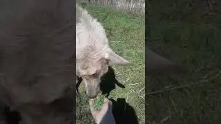 Козочка счастлива, что её покормили!!! Очень смешно