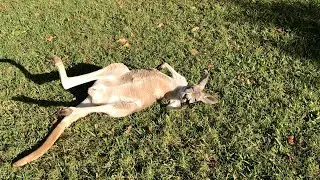 Australia Zoo Kangaroos 🦘