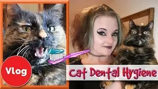 How To Look After Your Cat's Teeth! Cat Dental Care and Tips, Avoid Feline Dental Diseases!
