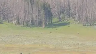Yellowstone July 7: Hayden Carcass Activity