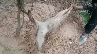 jerat babi pakai kayu pelontar tetap mantap,poin ABG bonsor,
