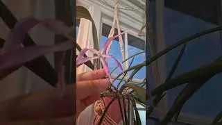 Why my orchid flower is deformed | Spotting signs of stress #orchidcare