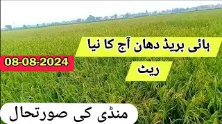 hybrid dhaan rate today ||  mungi ka kya rate hai || mungi ka rate  || moong rate in mandi punjab