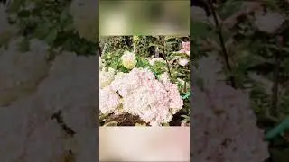 Вспоминаем лето...Мой сад. Мои садовые романсы.