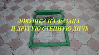 Ловушка на фазана