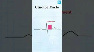 Understanding Cardiac Cycle!