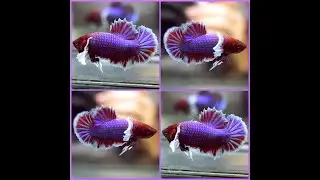 Betta Fish PURPLE SCARLET Dumbo Halfmoon Plakat Male X522