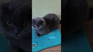 Змагання 😂 #catsofyoutube #scottishfold #смішнівідео